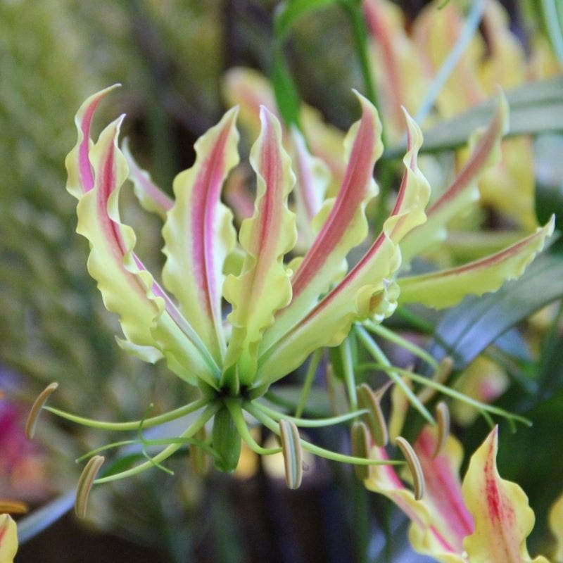 Prachtlelie (Gloriosa 'Sparkling Stripe')