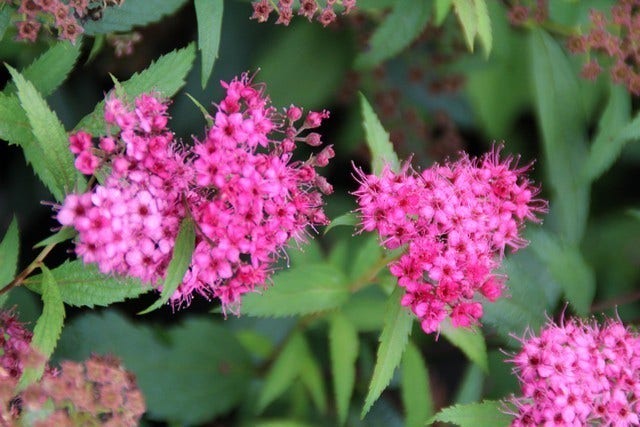 Spierstruik (Spiraea japonica 'Anthony Waterer')