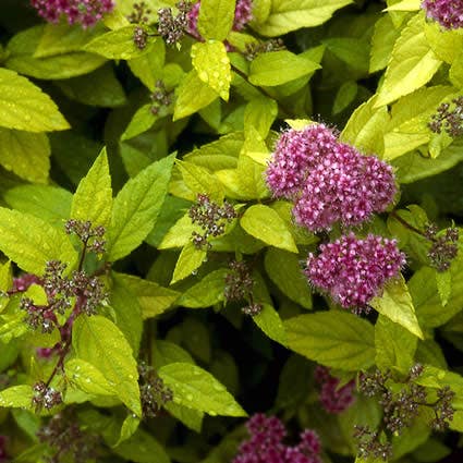 Spierstruik (Spiraea japonica 'Goldflame')