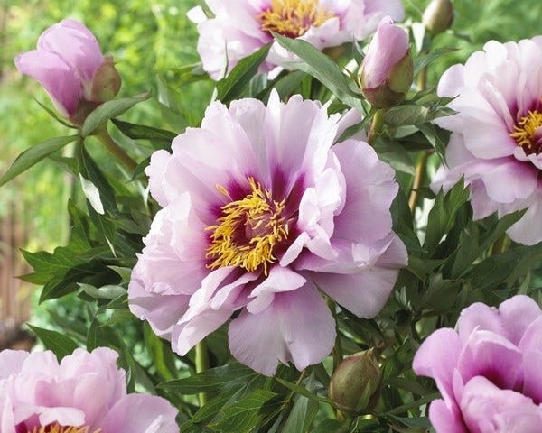 Pioenroos (Paeonia Itoh Rich and Sparkling® 'St. Barts')