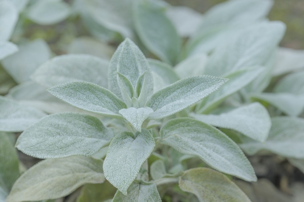 Andoorn (Stachys byzantina 'Cotton Boll')