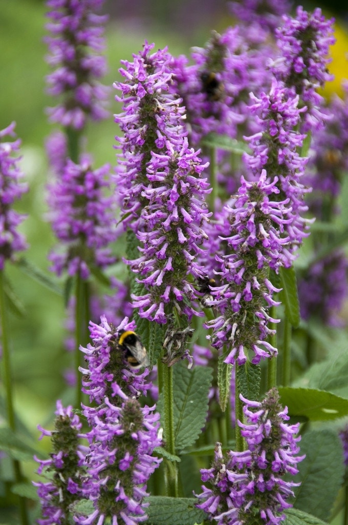 Andoorn (Stachys monieri 'Hummelo')