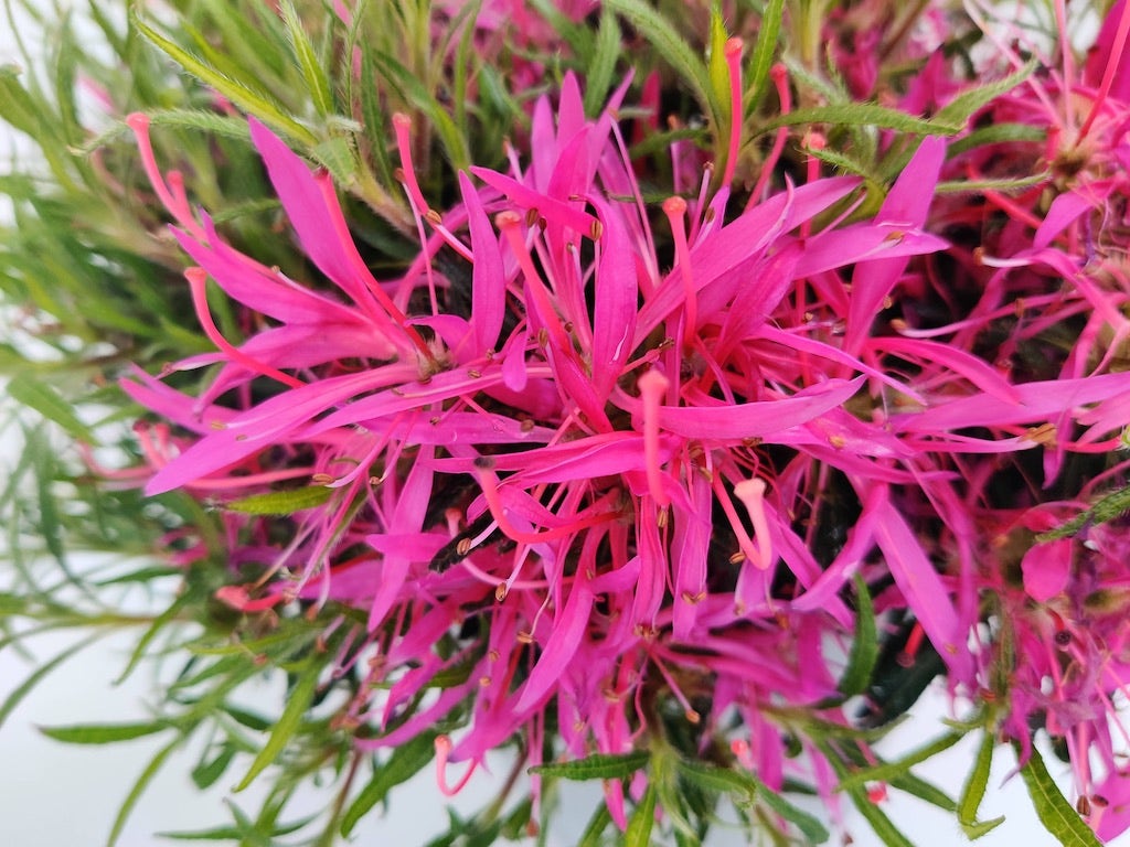 Azalea (Azalea 'Star Style Pink')