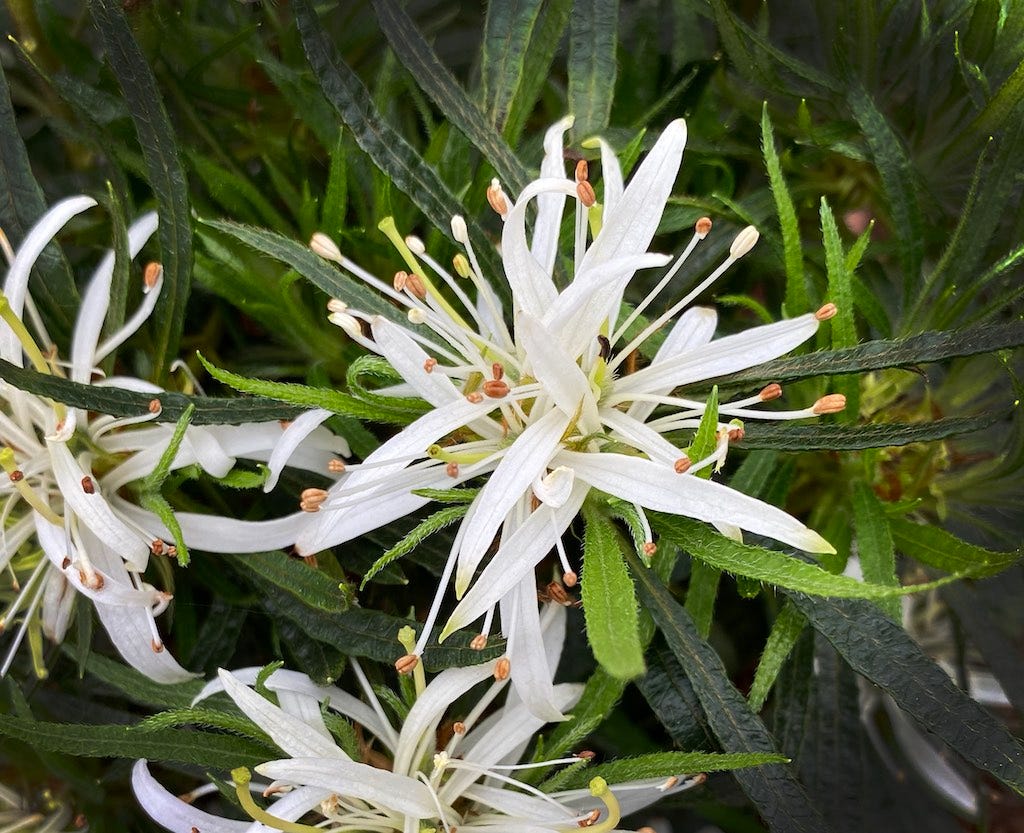 Azalea (Azalea 'Star Style White')