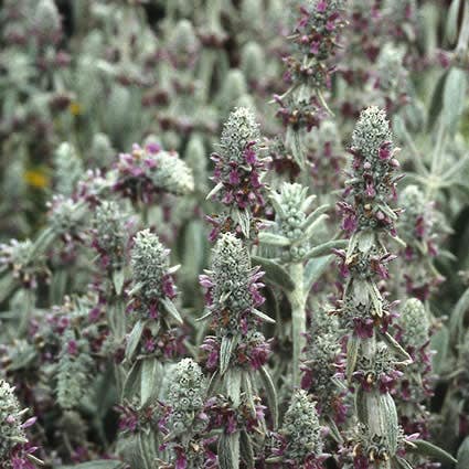 Ezelsoor / Andoorn (Stachys byzantina)