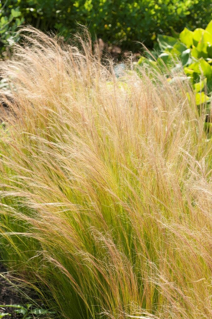 Vedergras (Stipa tenuissima 'Ponytails')