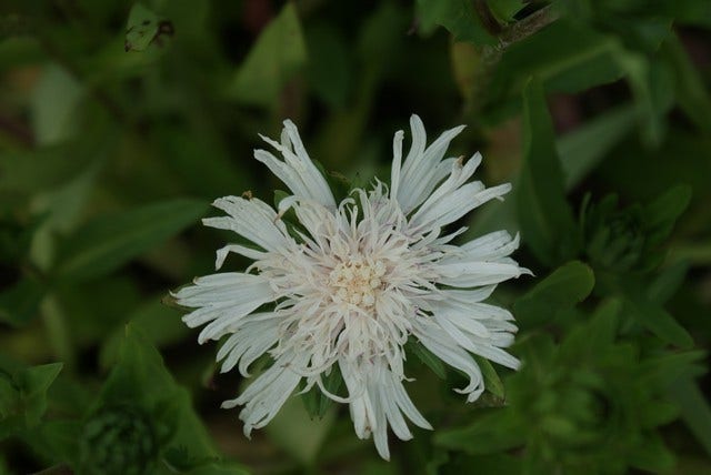 Korenbloemaster (Stokesia laevis 'Alba')