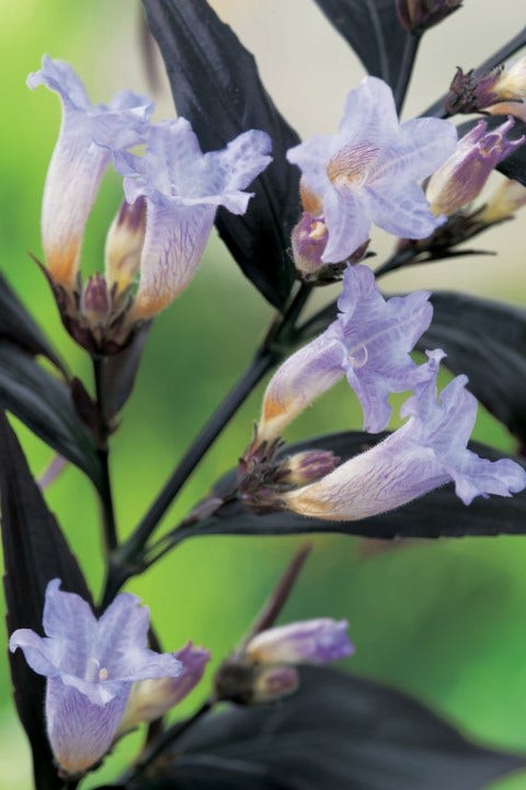 Trompetkruid (Strobilanthes atropurpureus 'Brunetthy')