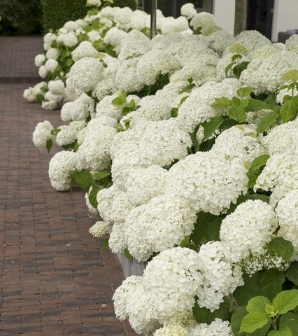 Hortensia (Hydrangea 'Strong Annabelle')