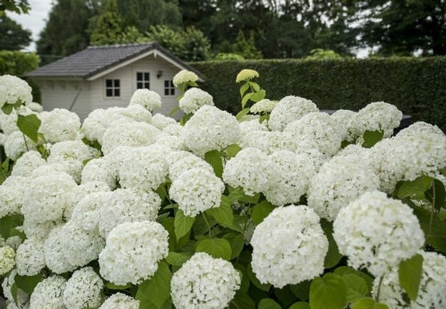 Borderpakket Hortensia en Lavendel