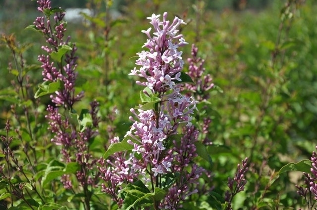 Dwergsering op stam (Syringa 'Sugar Plum Fairy'®)