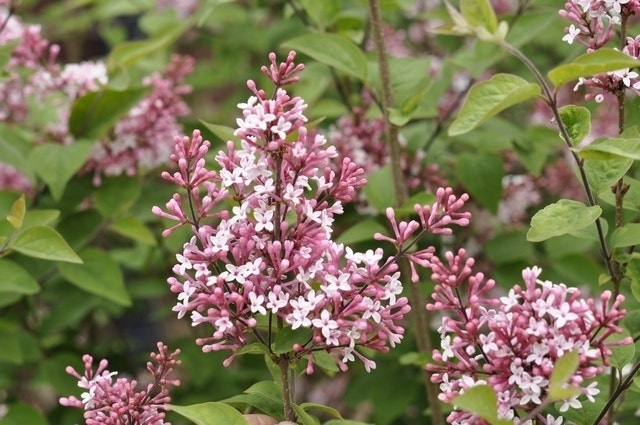 Sering op stam (Syringa microphylla 'Superba')