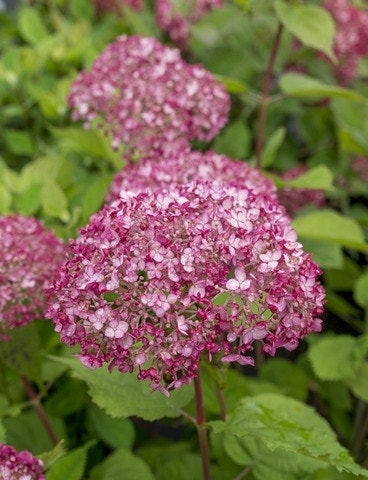 Hortensia (Hydrangea 'Sweet Annabelle')