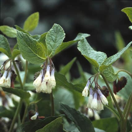 Smeerwortel (Symphytum grandiflorum 'Wisley Blue')