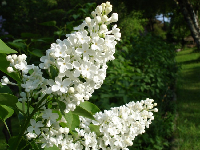 Sering, wit (Syringa vulgaris 'Alba')