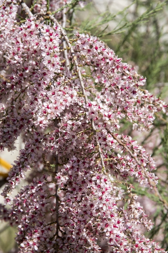 Tamarisk als boom (Tamarix gallica)