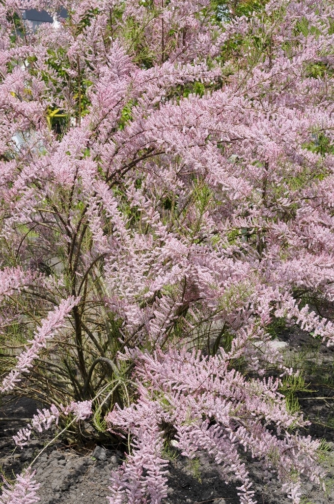 Tamarisk als boom (Tamarix tetrandra)