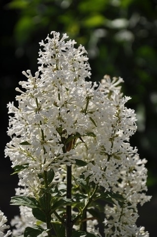 Sering (Syringa villosae 'Tammelan Kaunotar')