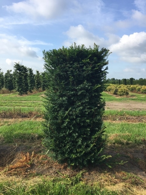 Taxus als Haagelement (Taxus baccata)