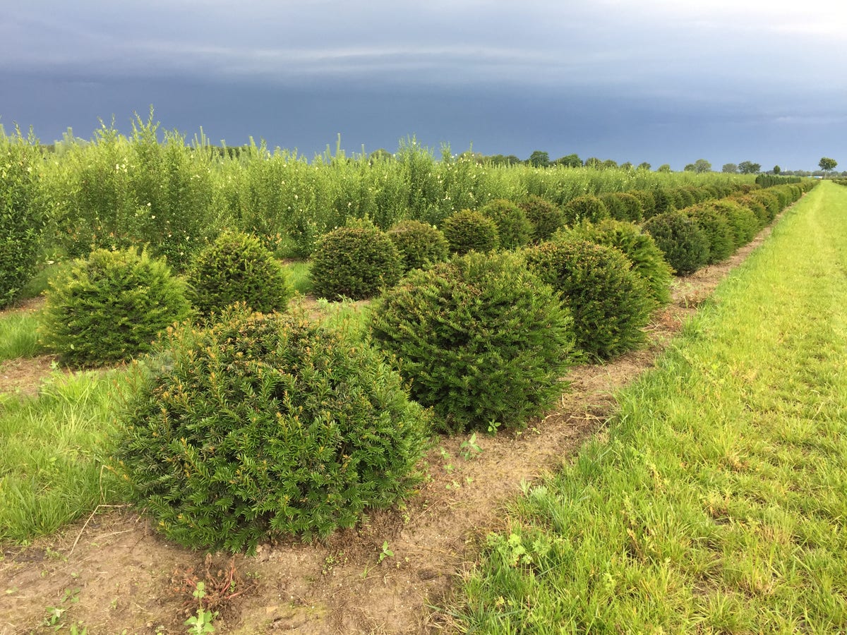 Grote taxusbol (Taxus baccata)