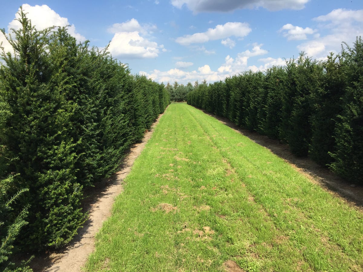 Grote Venijnboom (Taxus baccata)