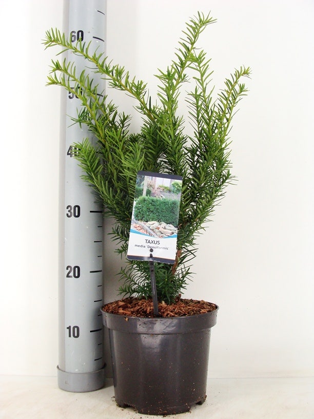 Taxus (Taxus media 'Densiformis')