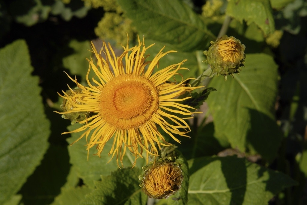 Koeienoog (Telekia speciosa)