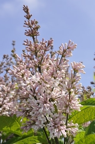 Sering (Syringa villosae 'Telimena')