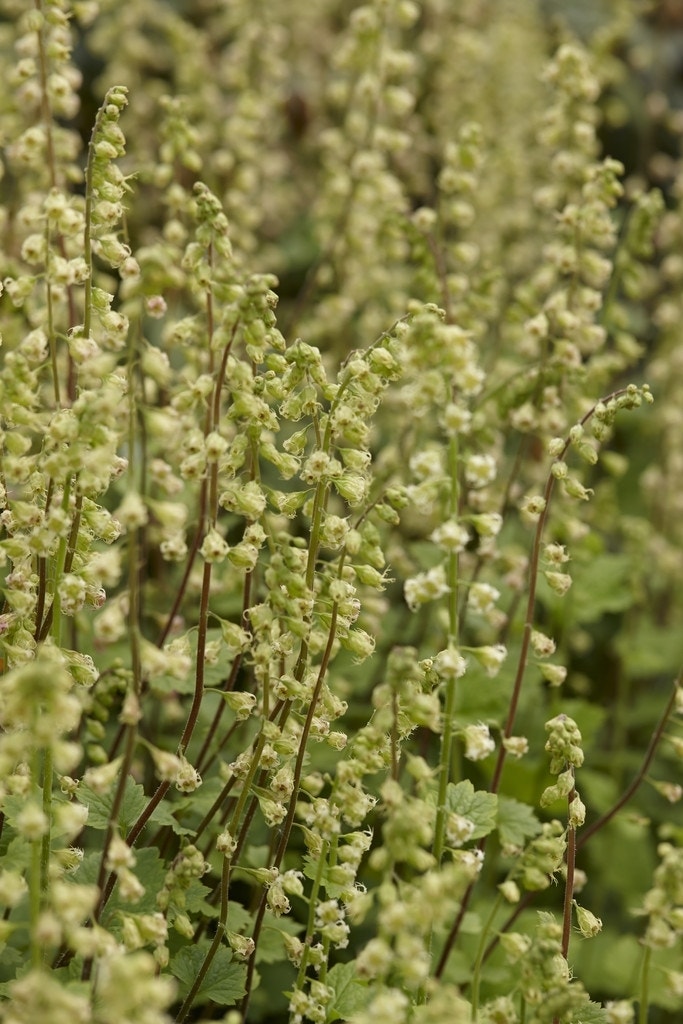 Mijterloof (Tellima grandiflora 'Rubra')