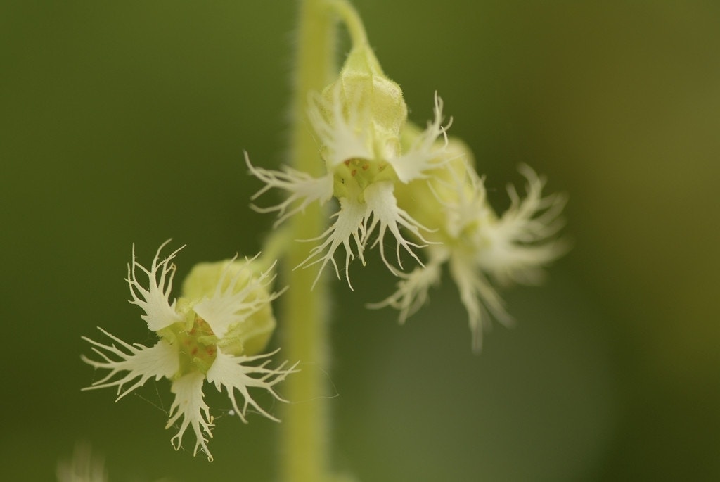 Mijterloof (Tellima grandiflora)