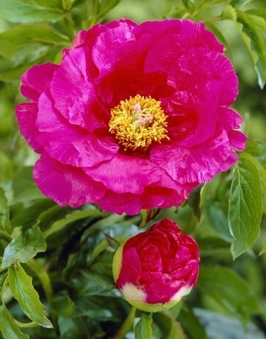 Pioenroos (Paeonia lactiflora Fabulous Flowers® 'Tempting Hotpink Tiana')