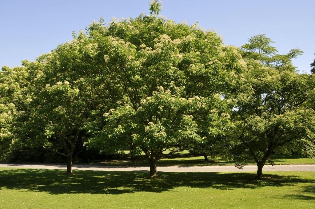 Bijenboom, struik (Tetradium daniellii)