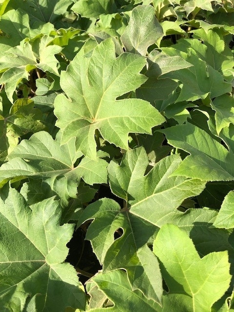 Rijstpapierplant (Tetrapanax papyrifer 'Rex')