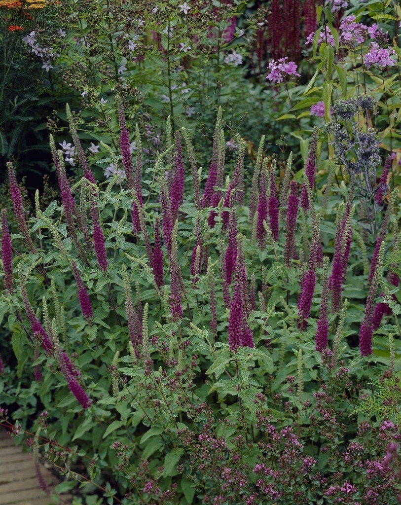 Gamander (Teucrium hyrcanicum)