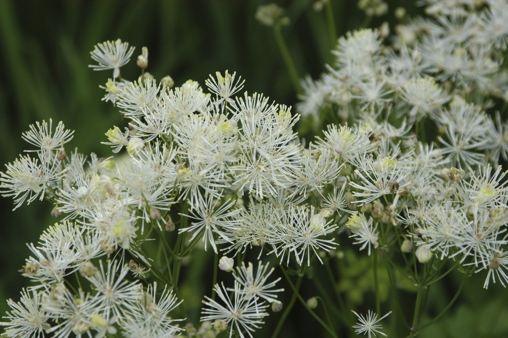 Ruit (Thalictrum aquilegifolium 'Album')