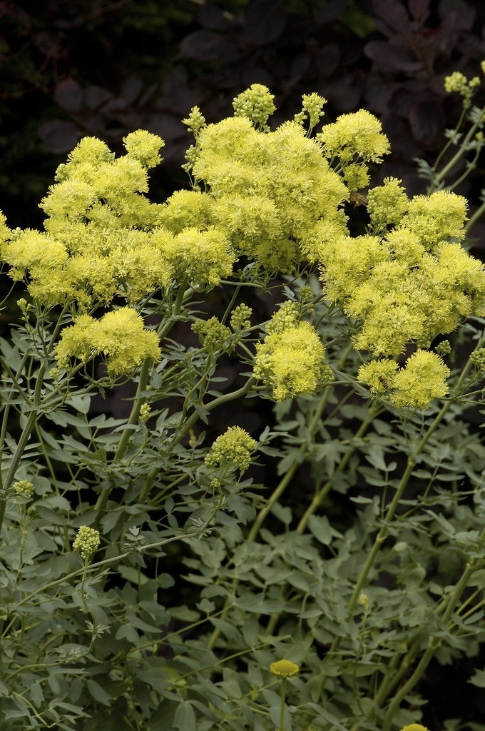 Poelruit (Thalictrum flavum glaucum)