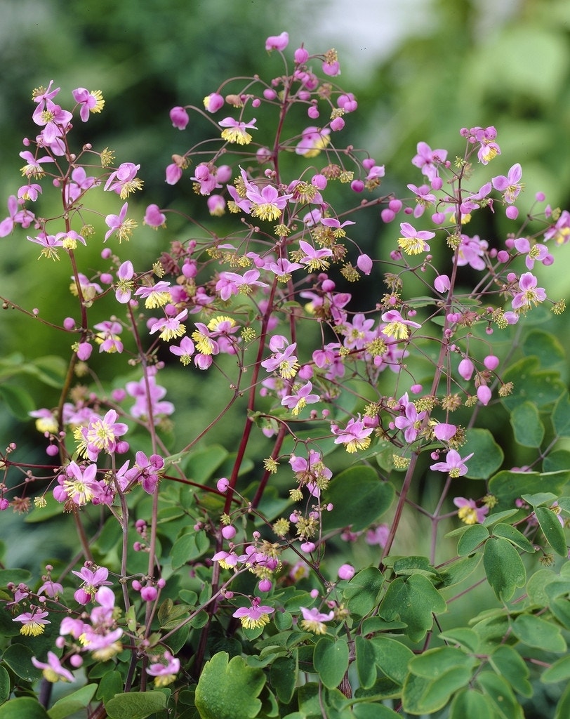 Ruit (Thalictrum rochebrunianum)