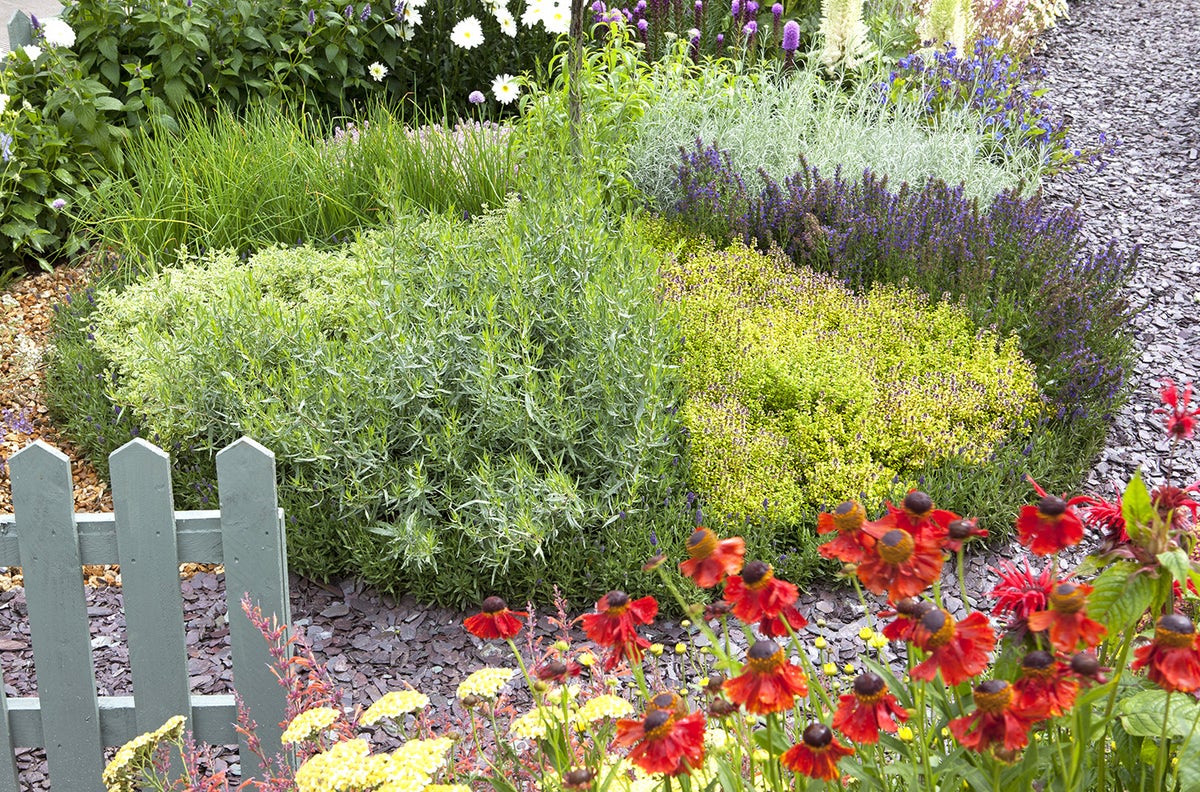 Borderpakket theeplanten