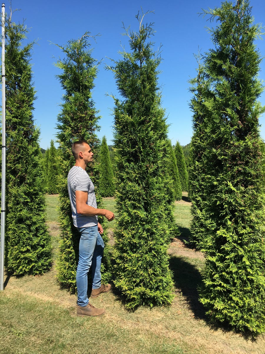 Grote groene haagconifeer (Thuja occidentalis 'Brabant')