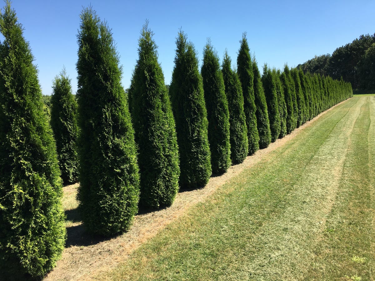 Grote Westerse levensboom (Thuja occidentalis 'Smaragd')