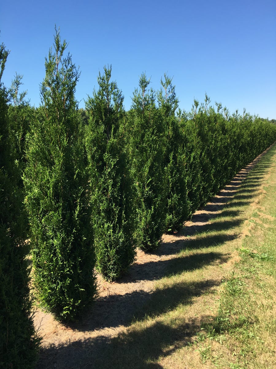 Grote levensboom (Thuja plicata 'Atrovirens')