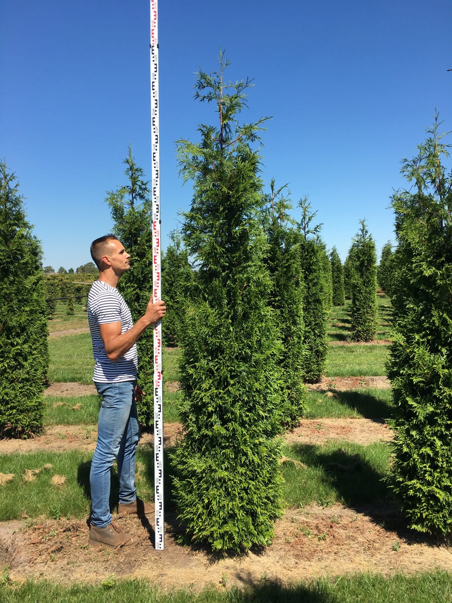 Grote haagconifeer (Thuja plicata 'Excelsa')