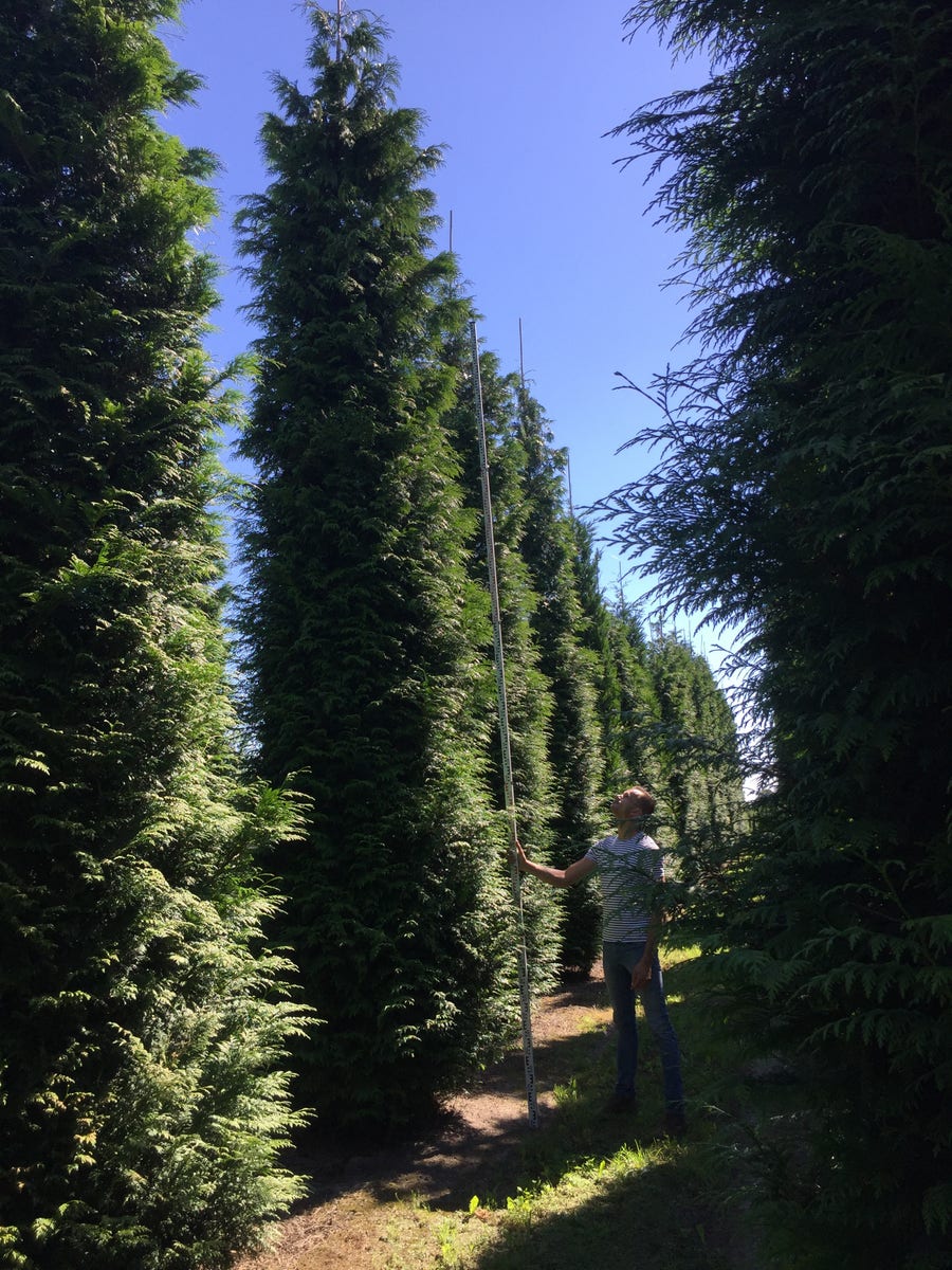 Grote levensboom (Thuja plicata 'Gelderland')