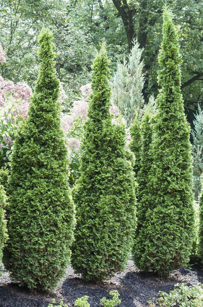 Westerse levensboom (Thuja occidentalis 'Degroot Spire')