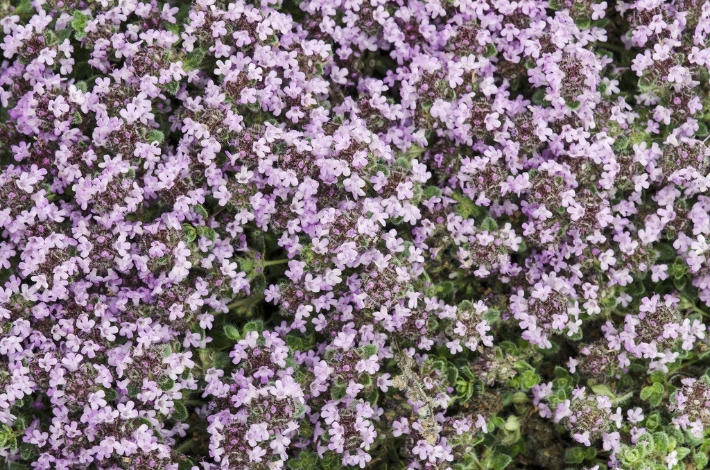 Woltijm (Thymus praecox 'Pseudolanuginosus')