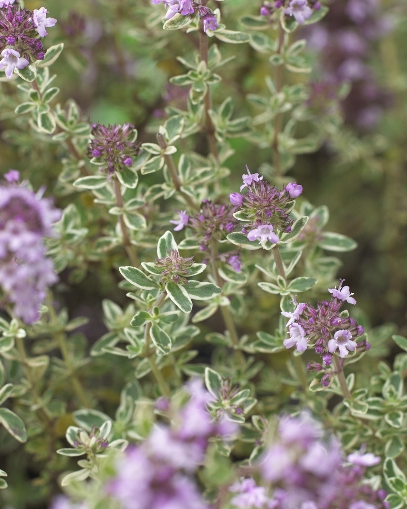 Tijm (Thymus vulgaris 'Silver Posie')