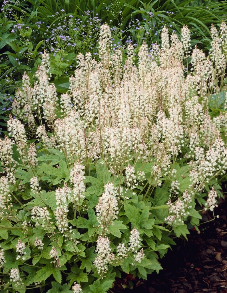 Perzische muts/Schuimbloem (Tiarella cordifolia 'Oakleaf')