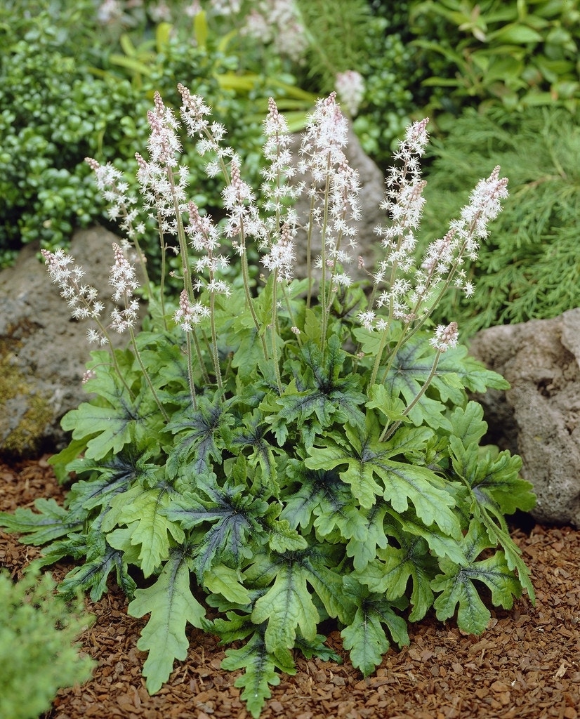 Schuimbloem (Tiarella 'Iron Butterfly')