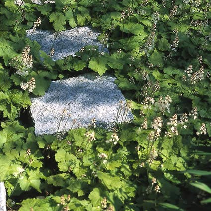 Perzische muts / Schuimbloem (Tiarella cordifolia)