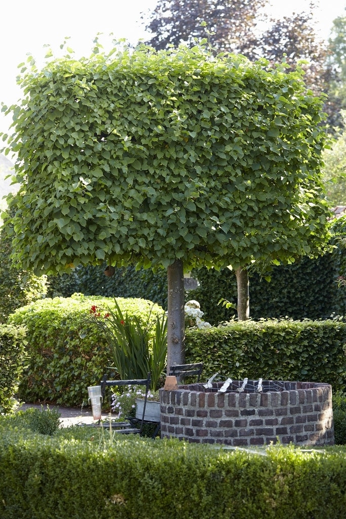 Leilinde (Tilia vulgaris 'Pallida')